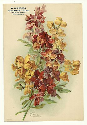 1898 W H Peters Department Store Cleveland Ohio Color Lithograph Flower Card Antique Price