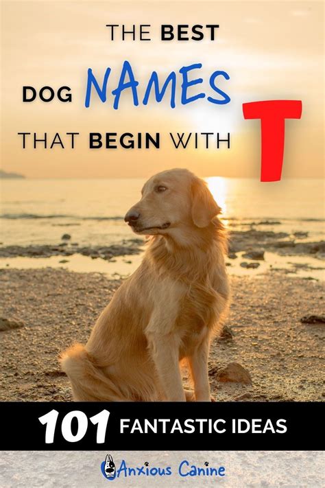 5 Article Of Dog Names That Start With T Today Update