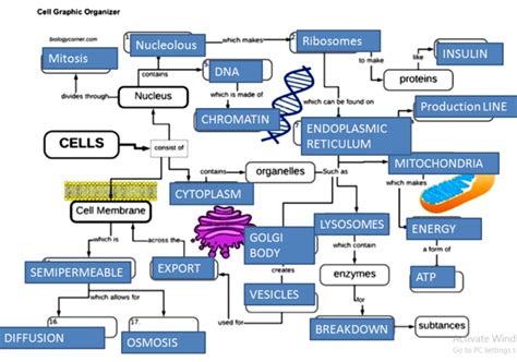 Cell Graphic Organizer Answer Key Biology Corner