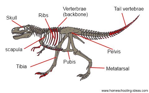 Dinosaur Skeletons And Bones