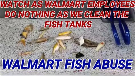 Fish Abuse And Neglect At Walmart Youtube