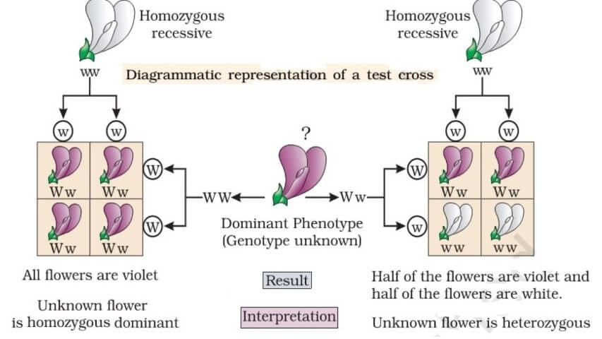 Inheritance Mendel S Laws Of Inheritance Pmf Ias