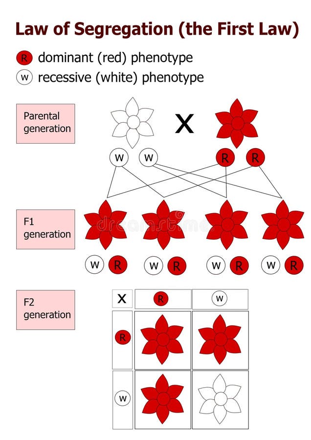 Mendelian Inheritance Stock Illustration Image 51853397
