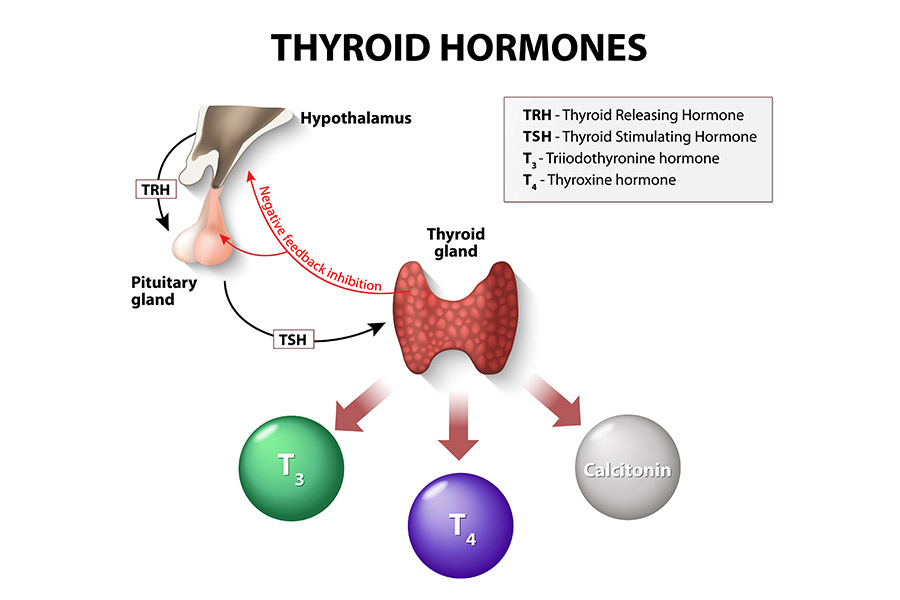 Thyroid Imbalance And Mood Disorders In Men Male Excel