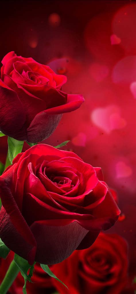 Wallpaper Love Flowers Photo Romance Rose Beauty Colors Photos Red Love Rose